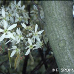 Flowers (Serviceberry, Snowy Mespilus, June Berry)