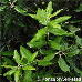 Leaves (Holm Oak, Holly Oak, Evergreen Oak)
