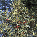 Appearance (Common Holly, English Holly)