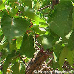Leaves (Apricot)