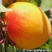 Fruits (Apricot)