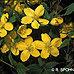 Flowers (Japanese Yellow Rose, Japanese Kerria)
