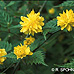 Leaves (Japanese Yellow Rose, Japanese Kerria)