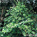 Appearance (Common Myrtle)