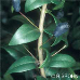 Leaves (Common Myrtle)