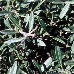 Leaves (False Olive)