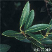 Leaves (Green Olive)