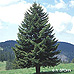 Appearance (Christmas Tree, Norway Spruce)