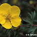Flowers (Shrubby Cinquefoil, Bush Cinquefoil)