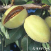 Fruits (Almond)