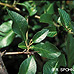 Leaves (Scarlet Firethorn)