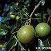 Fruits (Common Pear, Wild Pear)