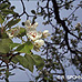 Flowers (Common Pear, Wild Pear)