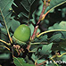Fruits (Sessile Oak)