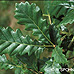 Leaves (Sessile Oak)