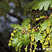 Flowers (Common Oak, English Oak, Pedunculate Oak)
