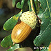 Fruits (Common Oak, English Oak, Pedunculate Oak)