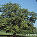 Appearance (Common Oak, English Oak, Pedunculate Oak)