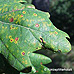 Leaves (Common Oak, English Oak, Pedunculate Oak)