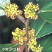 Flowers (Italian Buckthorn)