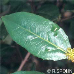 Leaves (Italian Buckthorn)