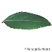 Leaf upperside (Italian Buckthorn)
