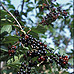 Fruits (Alder Buckthorn)