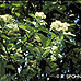 Flowers (Common Whitebeam)