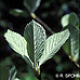 Leaves (Common Whitebeam)