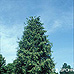 Giant Arborvitae, Western Red Cedar