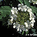 Flowers (Common Snowball, European Snowball, Guelder Rose)