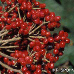 Fruits (Leatherleaf Viburnum)