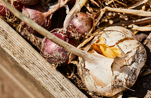 Close-up of onions and garlic in a garden bed