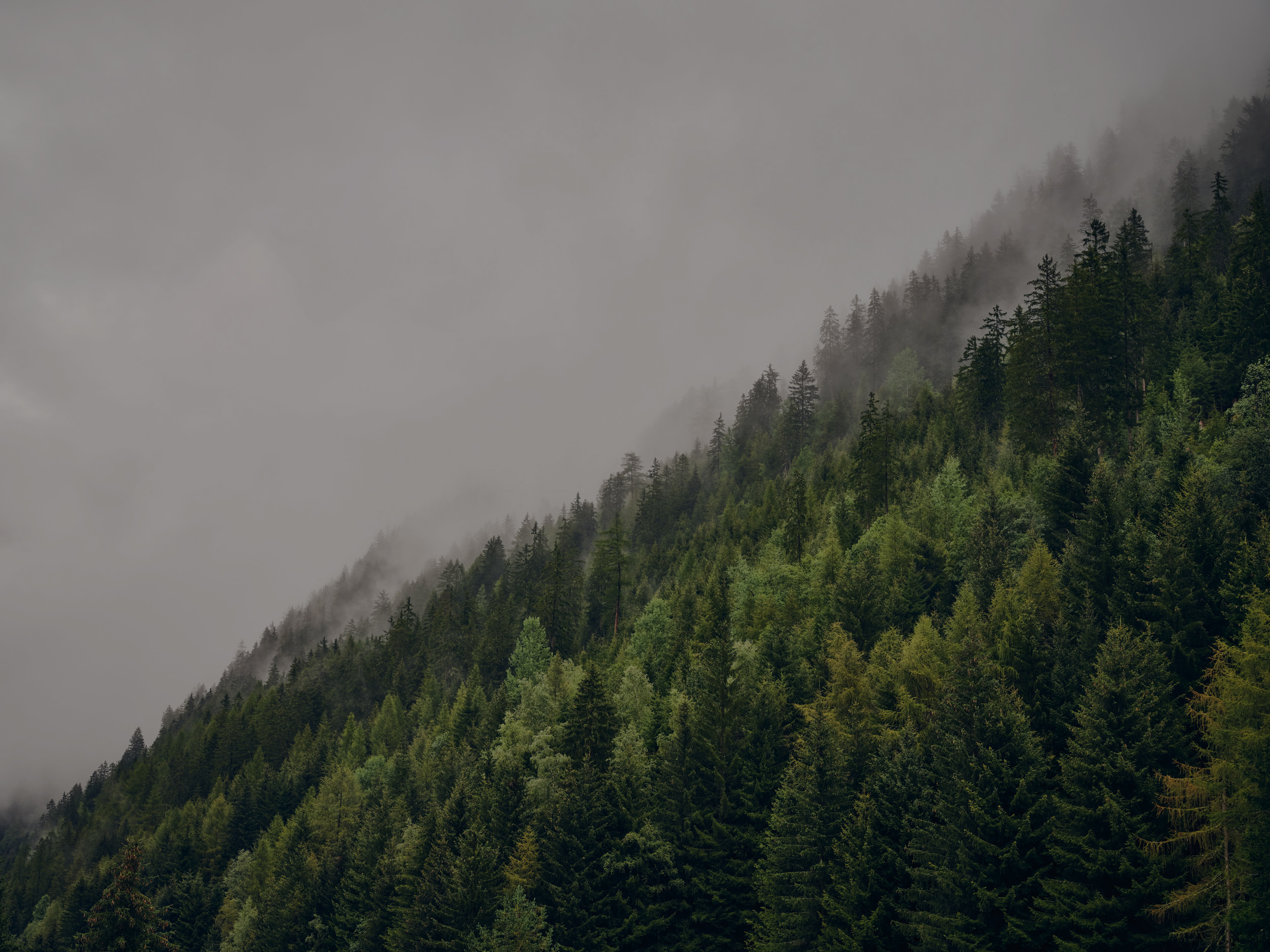 Forest landscape with hillside