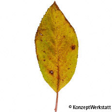 Hydrangea AsperaLeaf autumn