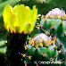 Flowers (Indian Fig Opuntia, Prickly Pear)
