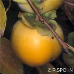 Fruits (Date-Plum)