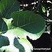 Leaves (Fig, Common Fig)