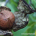 Fruits (Common walnut)