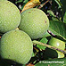 Leaves (Common walnut)