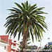 Appearance (Canary Island Date Palm)