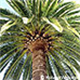 Leaves (Canary Island Date Palm)