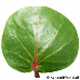 Leaf upperside (Sea Grape)