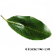 Leaf upperside (Bay Laurel, True Laurel, Sweet Bay, Grecian Laurel, Laurel)