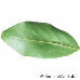 Leaf underside (Bay Laurel, True Laurel, Sweet Bay, Grecian Laurel, Laurel)