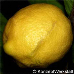 Fruits (Lemon)