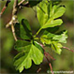 Leaves (Common Hawthorn, Quickthorn)