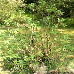 Spring (Hydrangea Aspera)