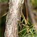 Bark (Common Juniper)