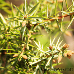 Leaves (Common Juniper)